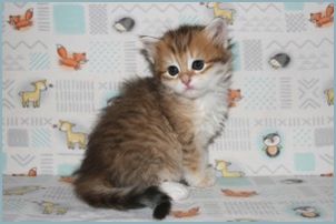 Female Siberian Kitten from Deedlebug Siberians 